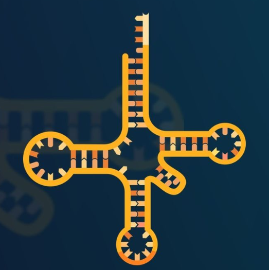 Engineered tRNAs Restore Full-Length Dystrophin in Mice